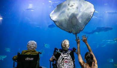 two people each in separate wheelchairs raising their hand to reach out at a sting who is gliding over in the tank above