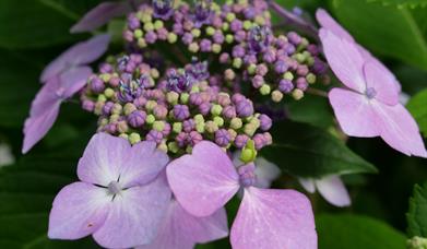 Close up of a hydrangea