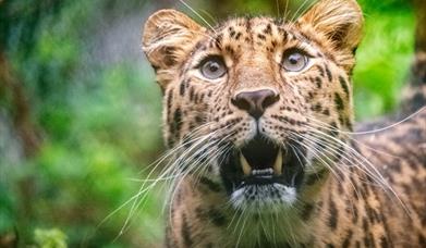 Dartmoor Zoo Leopard