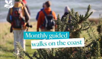 Walkers on the coast path with yellow gorse bush in the fore front. Text box across the front reads 'monthly guided walks on the coast'