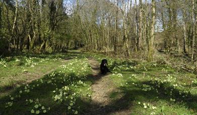 Spreacombe Gardens dog walk